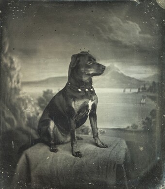 Carl Ferdinand Stelzner (1805–1894) Ulla, der Hund im Hause Stelzner, 1850–1865 Daguerreotypie, 7,3 x 6,3 cm © Museum für Kunst und Gewerbe Hamburg