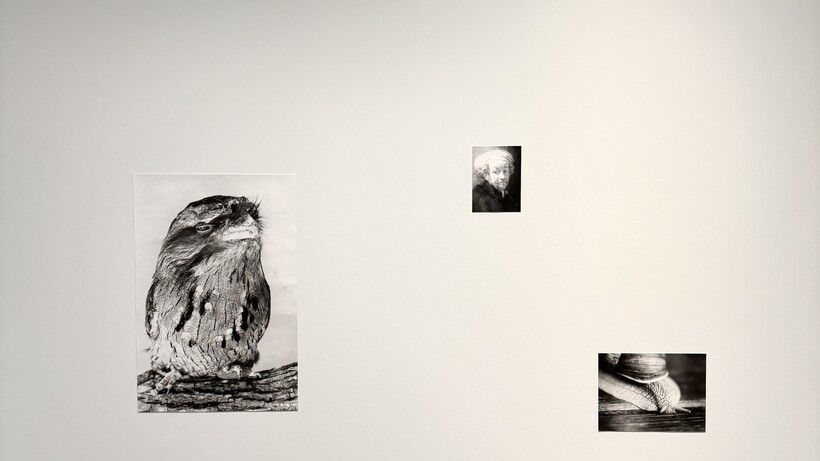 Ausstellungsansicht © Jochen Lempert/VG Bild-Kunst, Bonn 2023. Courtesy ProjecteSD, Barcelona and BQ, Berlin